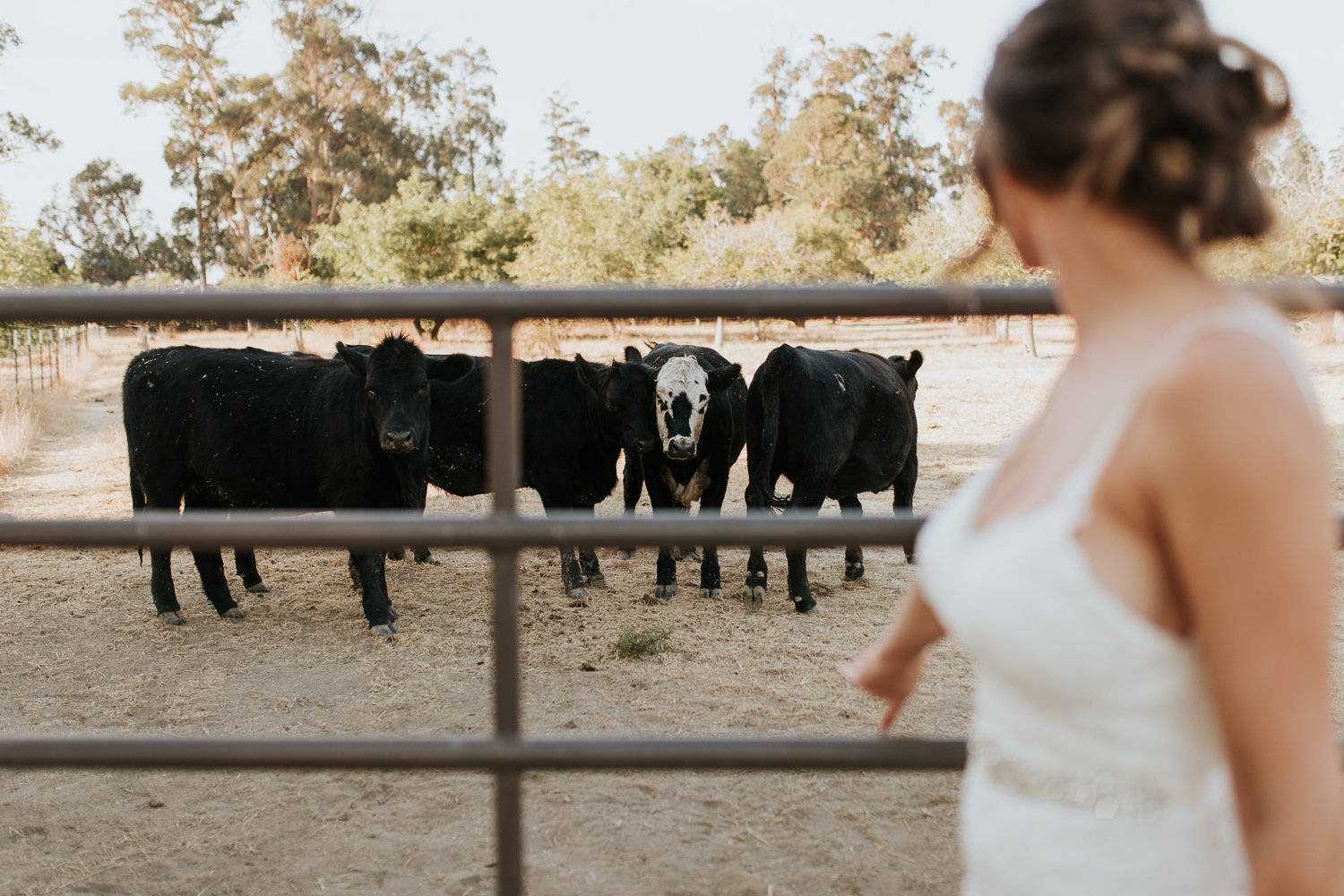 Bridal and wedding styled shoot at Ardenwood Farms in Fremont California. Vintage details, flower ideas, natural light photography, animal photography, farm photoshoot.